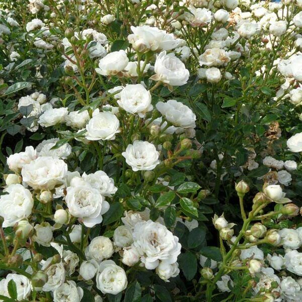 Chrystal Palace polyantha           csokros,illatos            30-50cm